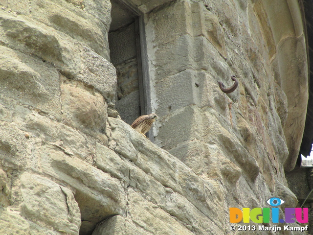 SX28464 Young kestrel (Falco tinnunculus) in window